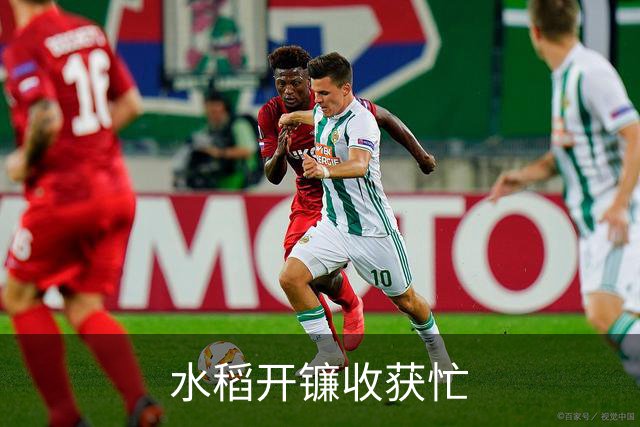 水稻开镰收获忙